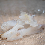 鮨 近藤 - ヤリイカのゲソ