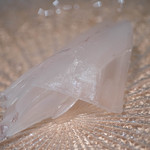 鮨 近藤 - ヤリイカ