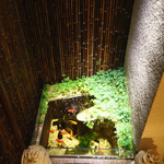 虎白 - 坪庭の金魚　2015年2月