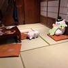 旅音の旅猫