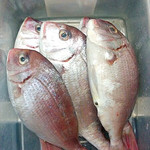 Tai Betonamuryouri Guri-N - 新鮮な鮮魚を市場に買い付けにいっています