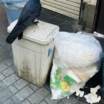 下町バル★スパイス - 船橋のCrowはこの距離でも逃げません