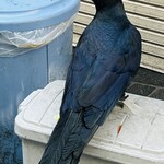 下町バル★スパイス - 人生1番の最接近
やっぱり可愛いとは思えない