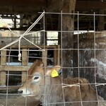 磯沼ミルクファーム - 料理写真: