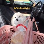ツルヤ - 待ち草臥れて不貞腐れています♨