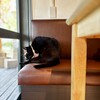 chez petit chat noir - こちらが看板猫さん。