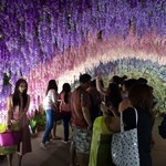 Sizzler - 藤棚キレイ