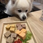 ドッグバルBIBICHE - 
