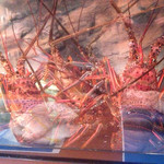 勝しん - 2015.2
      水槽には伊勢海老ちゃん