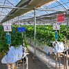 軽井沢ガーデンファームいちご園 - 