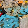 ジャンボ釣船 つり吉 - 