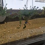 不二家 - 隣には小川が流れます