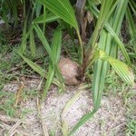 Coco Palm Garden Beach - ヤシの実から芽がｗ