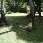 Coco Palm Garden Beach - あちらこちらにヤシの実がｗ　頭上注意ｗ