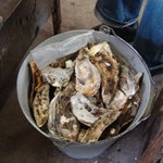 かき焼 かまくら まるふ - 牡蠣を入れるバケツ