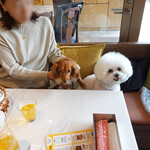 Nha Viet Nam - お隣にダックスが！