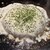 月島もんじゃ こぼれや - 料理写真: