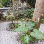 青田七六 - 青田七六中庭