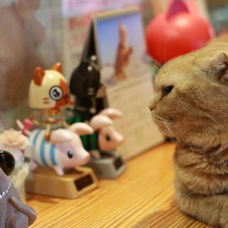 なーごなーご_2