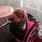 アラジン - オーナーさんの飼い犬♪