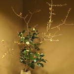 桜田 - いつも素敵ないけばな　(2015/01)