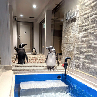 ペンギン餌やり体験が楽しめる特別空間