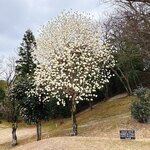 貞宝カントリークラブ - 7番のティーグランドでは木蓮が満開でした