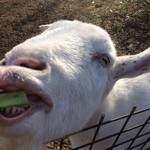 森のレストラン ラッキーガーデン - 