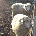 森のレストラン ラッキーガーデン - 