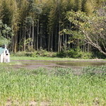 ライステラスカフェ - お店ご自慢のたんぼ
