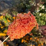 カネサダ - 料理写真:紅生姜れんこん天