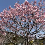よし庵 - 