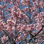 よし庵 - 