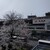 スターバックスコーヒー - 外観写真:桜咲く岐阜駅