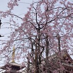 モンブラン - 浅草寺の桜