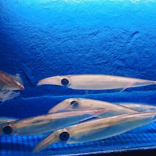 季節によって味の違いが楽しめる多彩な活魚料理◎