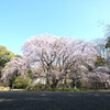六義園 吹上茶屋 - 見頃を迎えた美しいしだれ桜