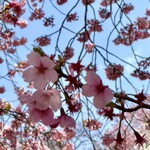 てとて - 早咲きの桜は満開