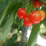 くぬぎ観光農園 - 