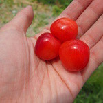 くぬぎ観光農園 - 