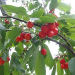 くぬぎ観光農園 - 