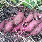 オーガニックカフェ　チャント - 自然農法のさつまいもは美味です。