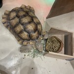 Moff animal cafe - 料理写真: