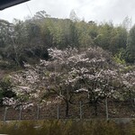 自由軒 - 前の桜