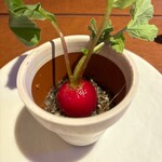 鉄板焼き 表参道 - 前菜　ラディッシュの収穫