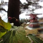 月光 - いつかの新倉山