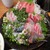 とりいづか - 料理写真: