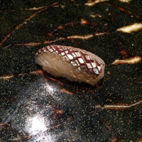 日本料理　時宜 - 