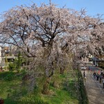 菓子の青木屋 - 料理写真:東京都府中市　東郷寺（とうごうじ）