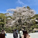伊勢くすり本舗 - もう満開に近い内宮の桜